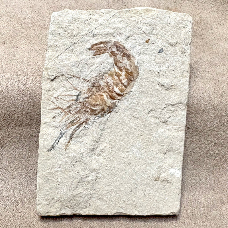 Fossil Shrimp (Cretaceous, Lebanon)