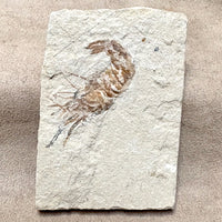 Fossil Shrimp (Cretaceous, Lebanon)