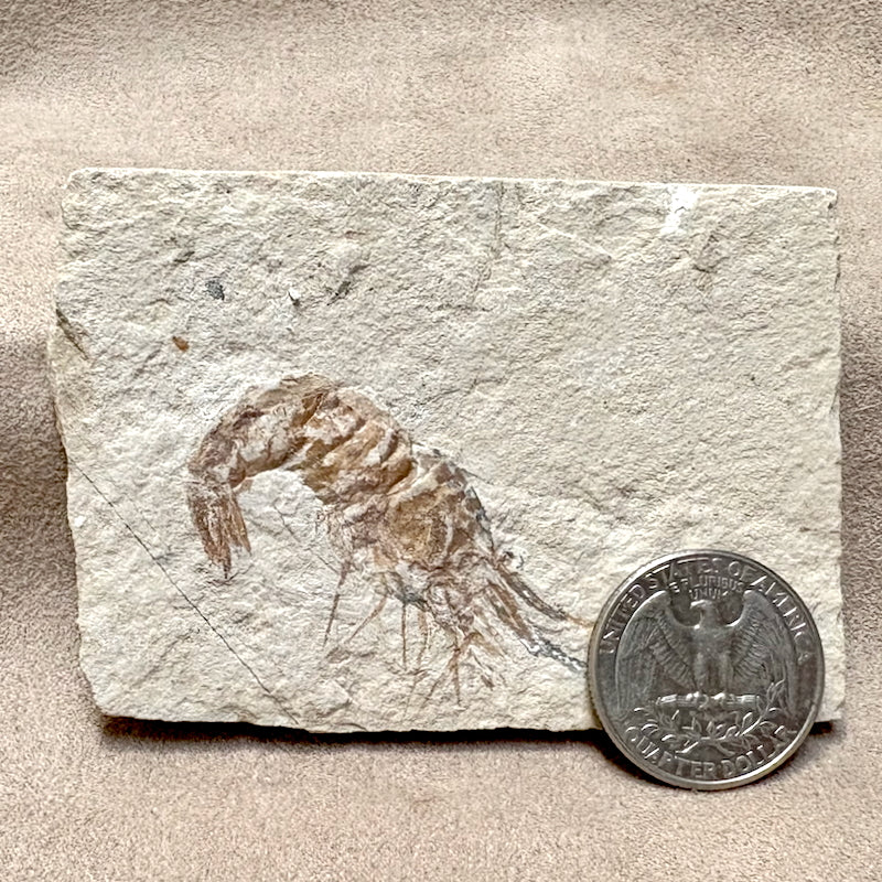 Fossil Shrimp (Cretaceous, Lebanon)