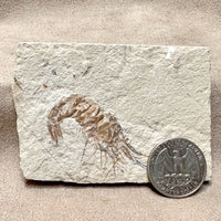 Fossil Shrimp (Cretaceous, Lebanon)