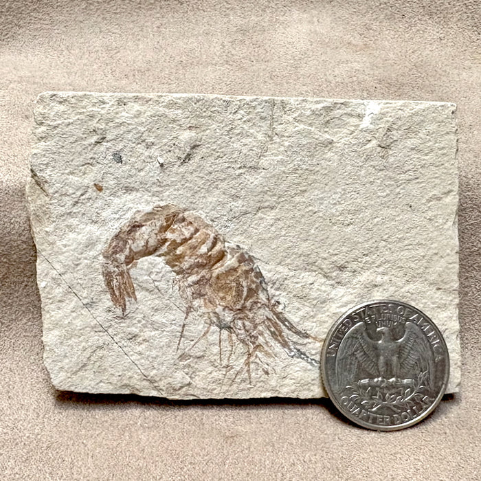 Fossil Shrimp (Cretaceous, Lebanon)