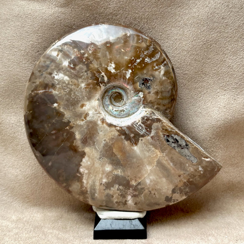 Ammonite, "Red" (Cretaceous, Madagascar)