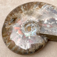 Ammonite, "Red" (Cretaceous, Madagascar)