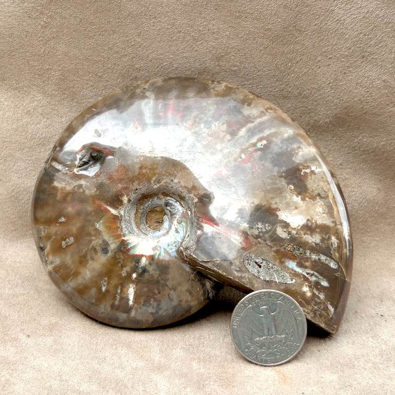 Ammonite, "Red" (Cretaceous, Madagascar)