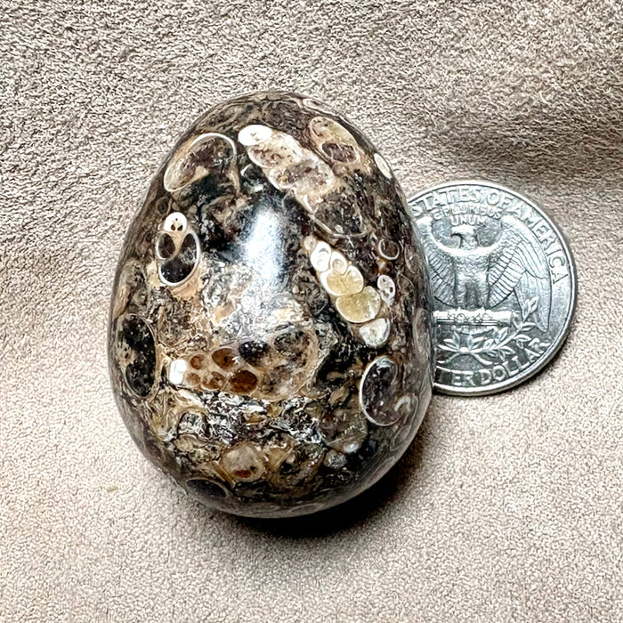 Agate (Turritella) Polished Egg (Wyoming)
