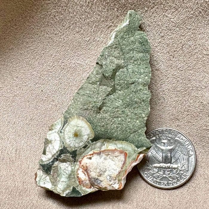 Jasper, Rainforest (Australia)
