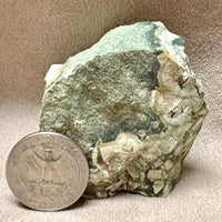 Jasper, Rainforest (Australia)