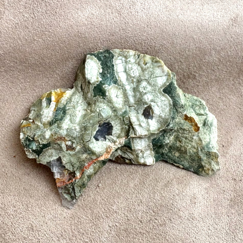 Jasper, Rainforest (Australia)