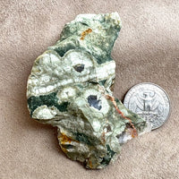 Jasper, Rainforest (Australia)