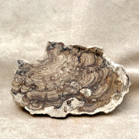 Stromatolite (Bolivia)