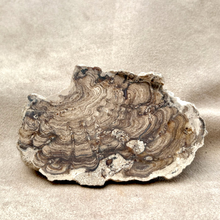 Stromatolite (Bolivia)