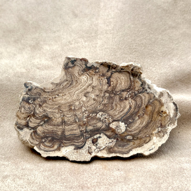 Stromatolite (Bolivia)
