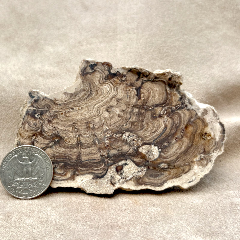 Stromatolite (Bolivia)