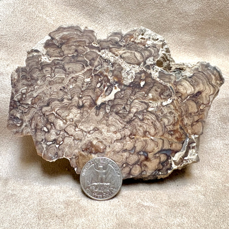 Stromatolite (Utah)