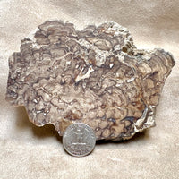 Stromatolite (Utah)
