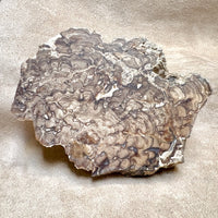 Stromatolite (Utah)