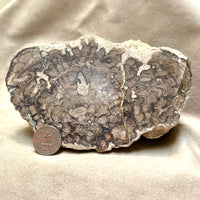 Stromatolite (Utah)