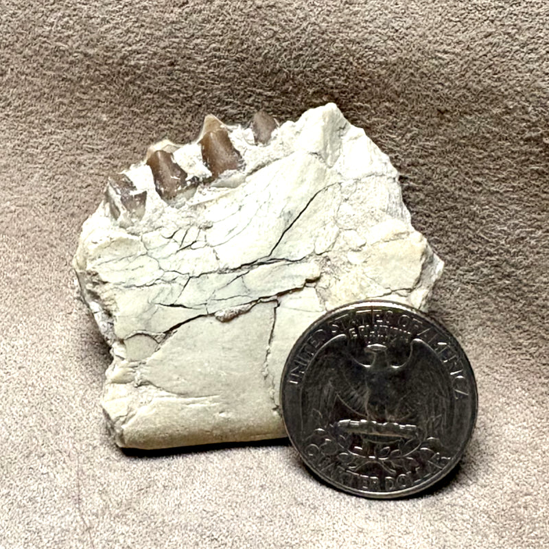 Fossil Oreodont Teeth & Bone (Oligocene; Nebraska)
