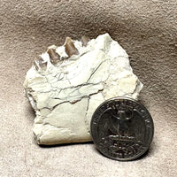 Fossil Oreodont Teeth & Bone (Oligocene; Nebraska)