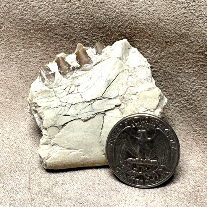 Fossil Oreodont Teeth & Bone (Oligocene; Nebraska)