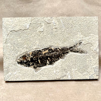 Fossil Fish Knightia (Eocene, Wyoming)