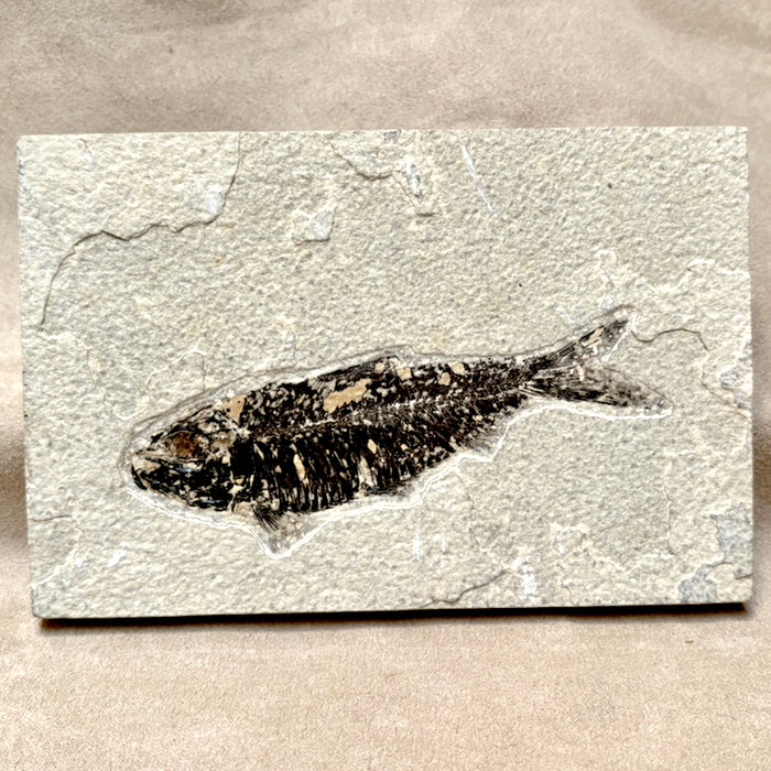 Fossil Fish Knightia (Eocene, Wyoming)