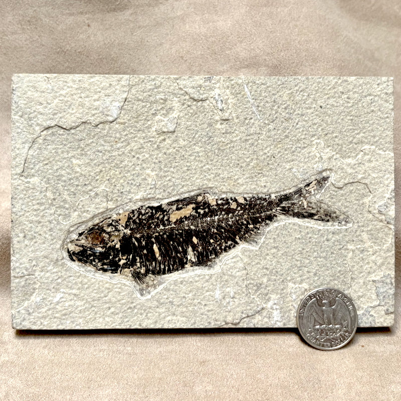 Fossil Fish Knightia (Eocene, Wyoming)