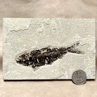 Fossil Fish Knightia (Eocene, Wyoming)