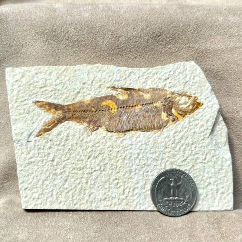 Fossil Fish Knightia (Eocene, Wyoming)