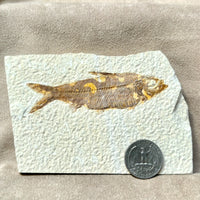 Fossil Fish Knightia (Eocene, Wyoming)