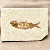 Fossil Fish Knightia (Eocene, Wyoming)