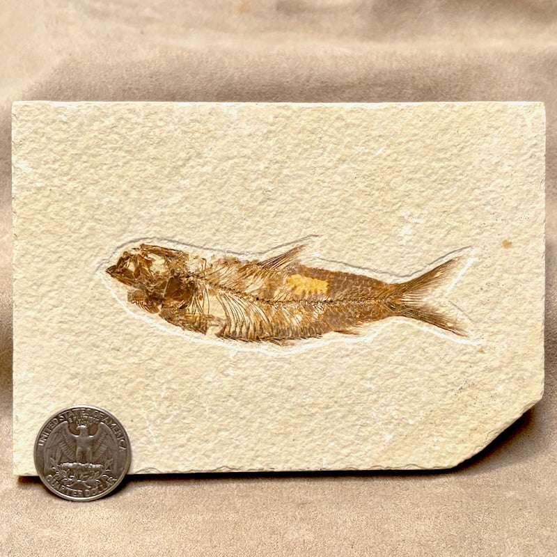 Fossil Fish Knightia (Eocene, Wyoming)