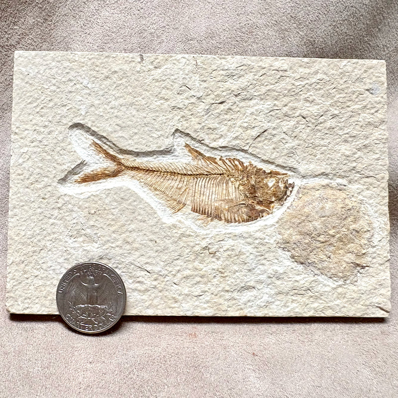 Fossil Fish Diplomystus (Eocene, Wyoming)