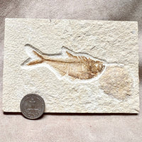Fossil Fish Diplomystus (Eocene, Wyoming)