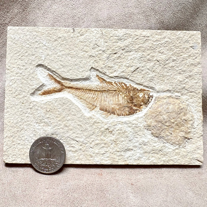 Fossil Fish Diplomystus (Eocene, Wyoming)