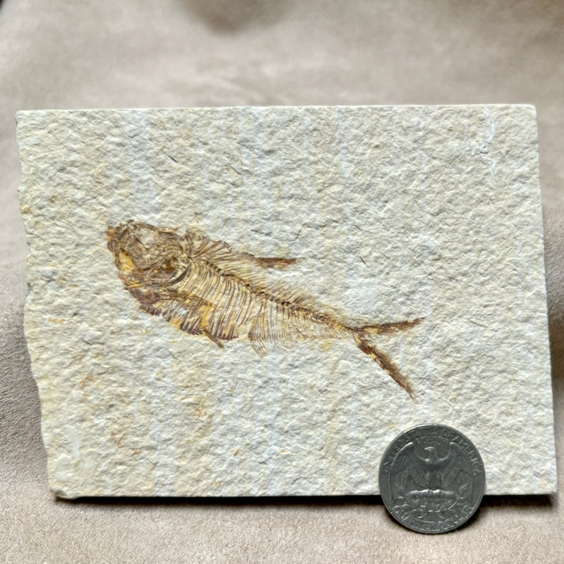 Fossil Fish Diplomystus (Eocene, Wyoming)