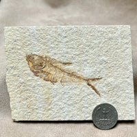 Fossil Fish Diplomystus (Eocene, Wyoming)
