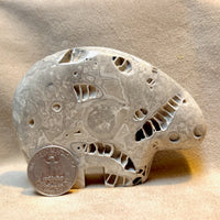 Bear Fetish Carving in Fossil Limestone