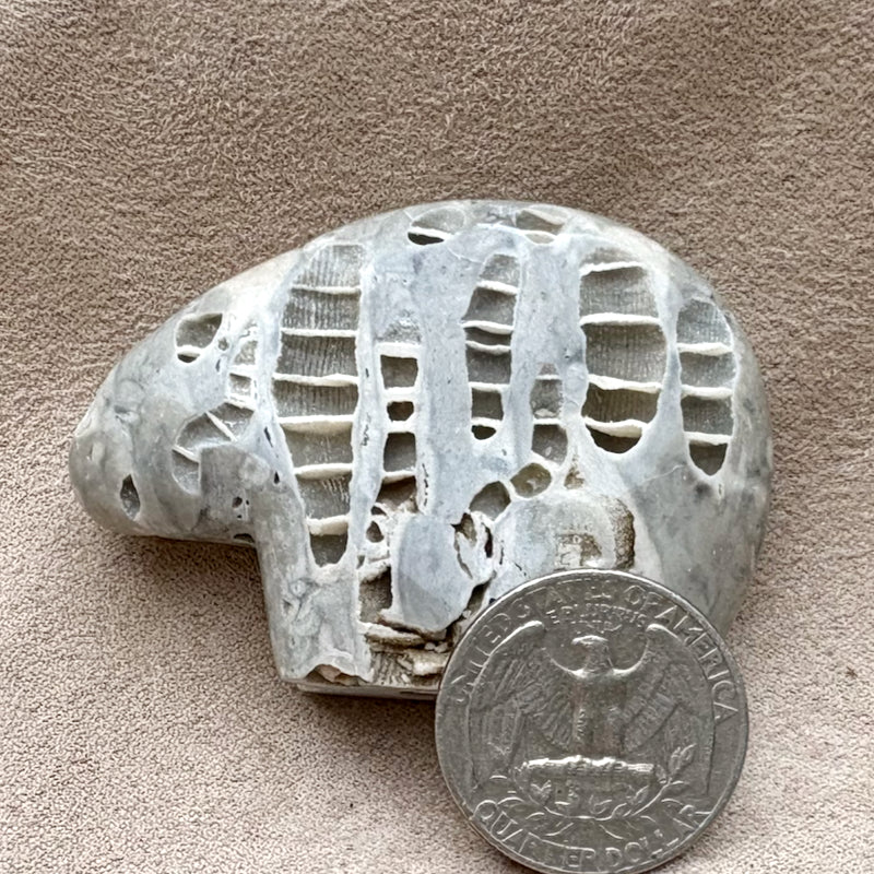 Bear Fetish Carving in Fossil Limestone