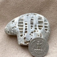 Bear Fetish Carving in Fossil Limestone