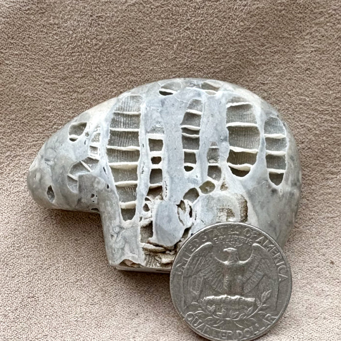 Bear Fetish Carving in Fossil Limestone