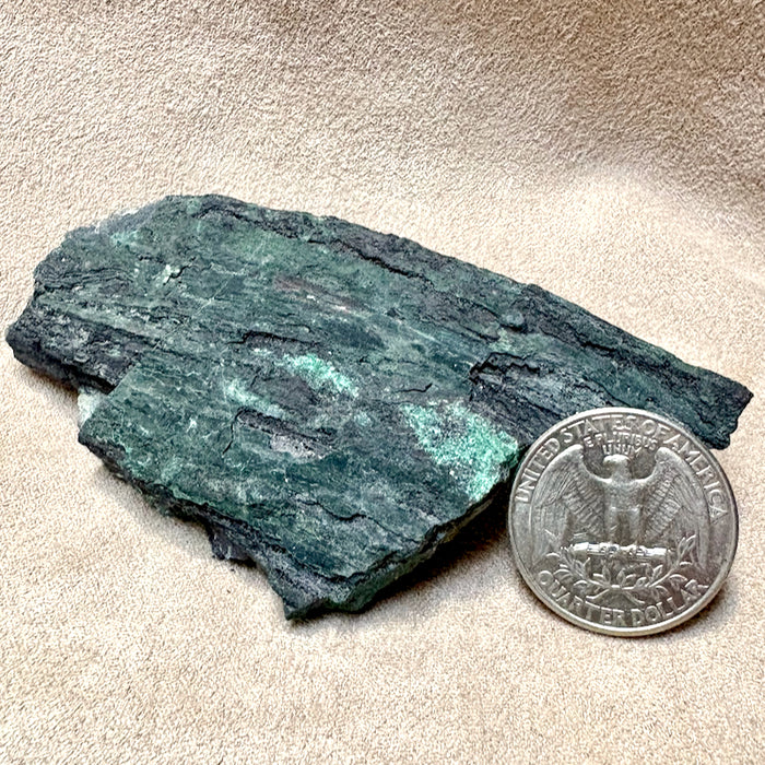 Petrified Wood, "Nacimiento" (Triassic, Sandoval Co., New Mexico)