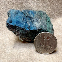 Petrified Wood, "Nacimiento" (Triassic, Sandoval Co., New Mexico)