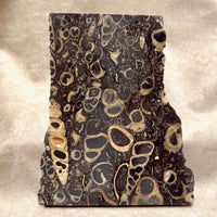 Fossil "Crawstone" Limestone Slice (Mexico)