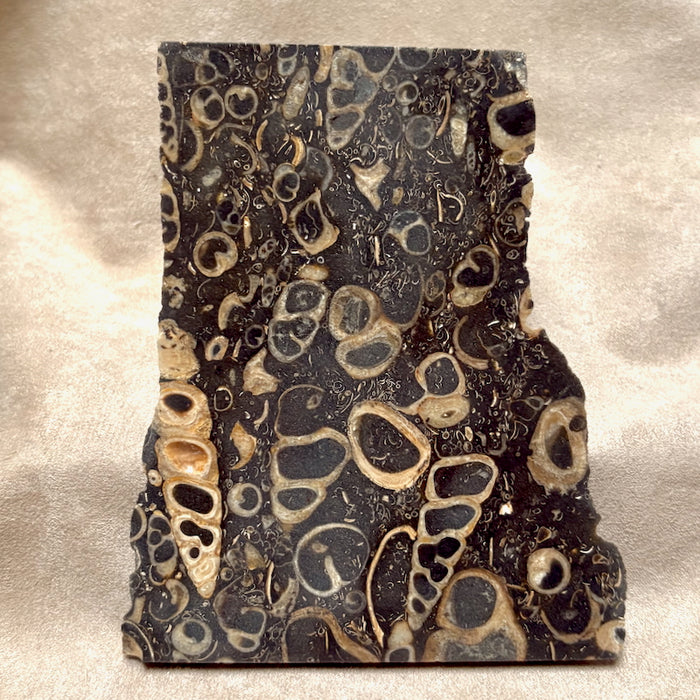 Fossil "Crawstone" Limestone Slice (Mexico)