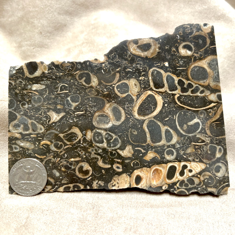 Fossil "Crawstone" Limestone Slice (Mexico)