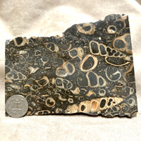 Fossil "Crawstone" Limestone Slice (Mexico)