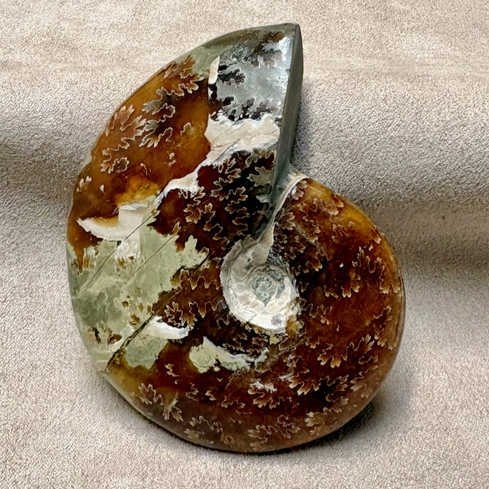 Ammonite, Cleoniceras (Cretaceous, Madagascar)