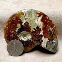 Ammonite, Cleoniceras (Cretaceous, Madagascar)