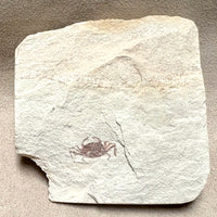 Fossil Pea Crab (Miocene, California)